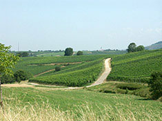 Markgräflerland